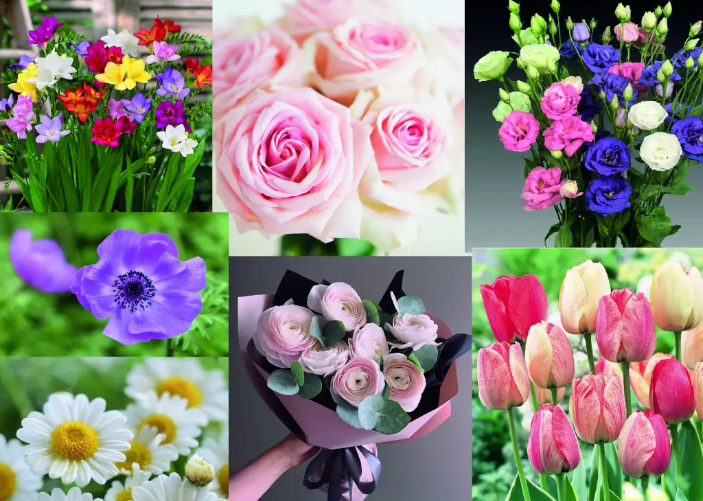 Collage di fiori per matrimonio, tra cui tulipani, rose, ranuncoli, margherite e anemoni in diverse tonalità vivaci.