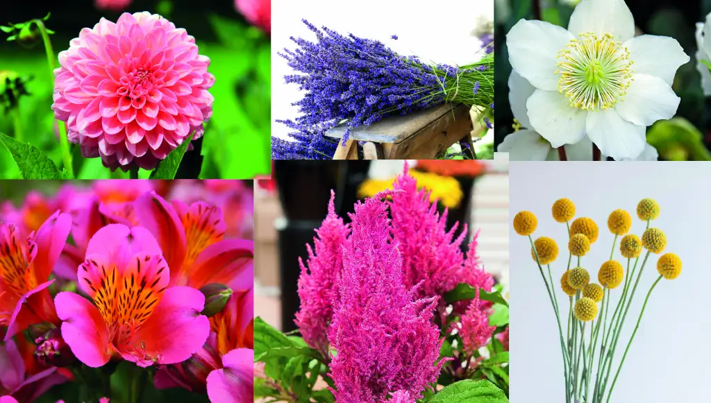 Varietà di fiori per bouquet di matrimonio, come dalie, lavanda, alstroemerie, astilbe e craspedia in tonalità vivaci.