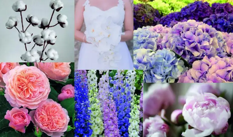 Collage floreale con rose inglesi, ortensie, delphinium e peonie in tonalità delicate, ideale per decorazioni nuziali.
